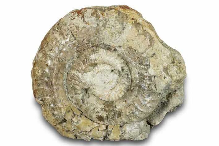 Jurassic Ammonite (Hildoceras) Fossil - England #284041